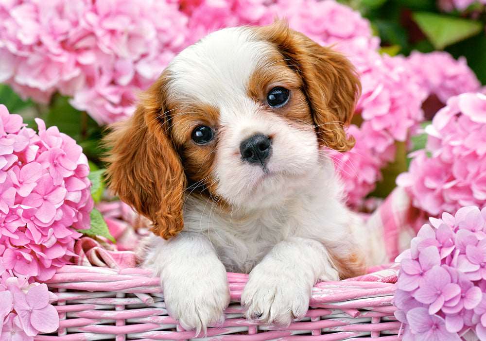 Angle. Castorland - CASTORLAND 500 Piece Jigsaw Puzzle, Pup in Pink Flowers, Animal puzzle, Dog puzzle; Puppies, Cute,  Castorland B-52233 - Red.