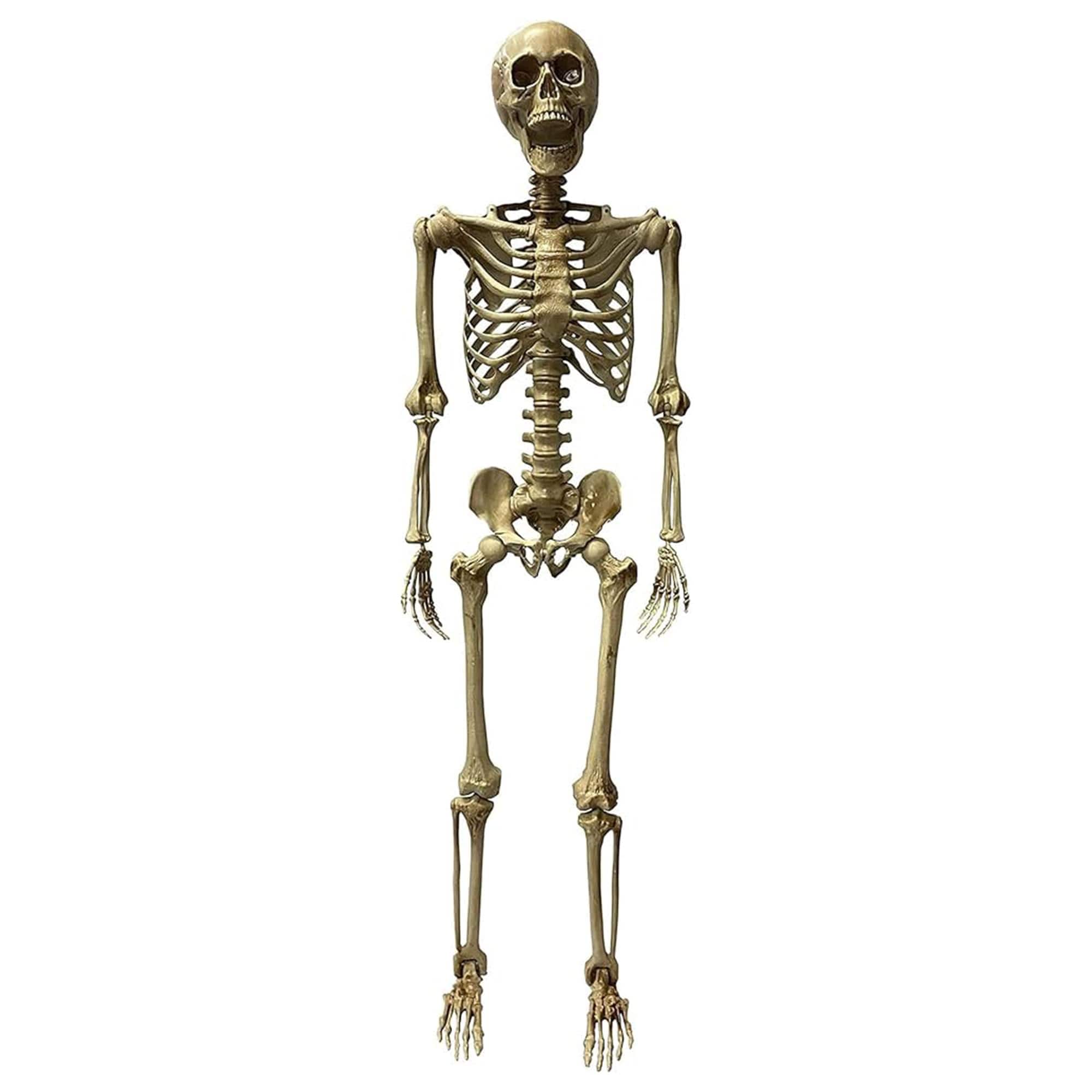 Studio Halloween - Deluxe 5 Foot Poseable Skeleton Halloween Decoration - White