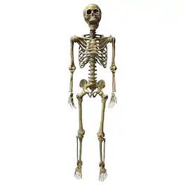 Studio Halloween - Deluxe 5 Foot Poseable Skeleton Halloween Decoration - White