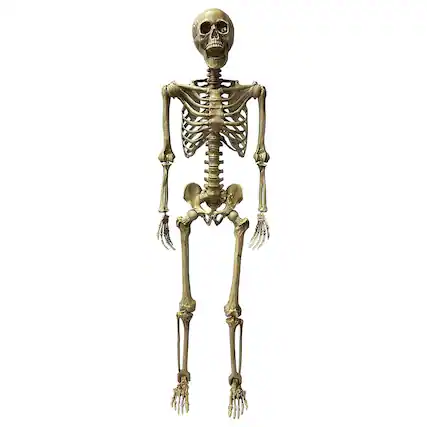 Front. Studio Halloween - Deluxe 5 Foot Poseable Skeleton Halloween Decoration - White.