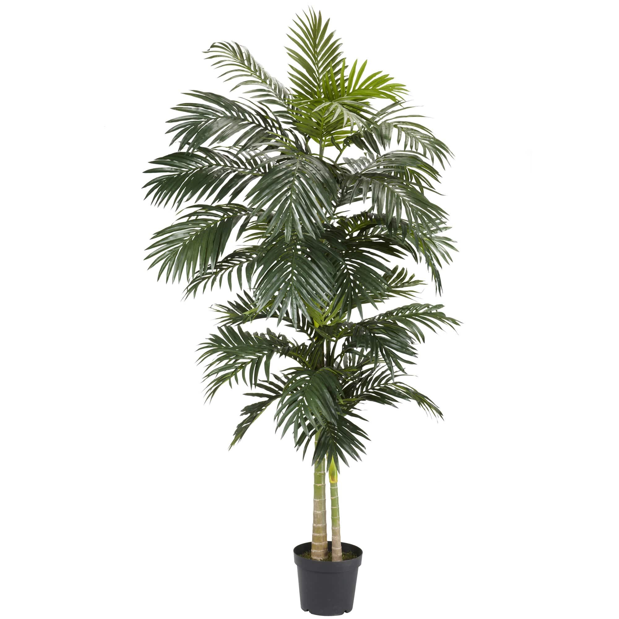 BreeBe - 8' Golden Cane Palm Tree - Green
