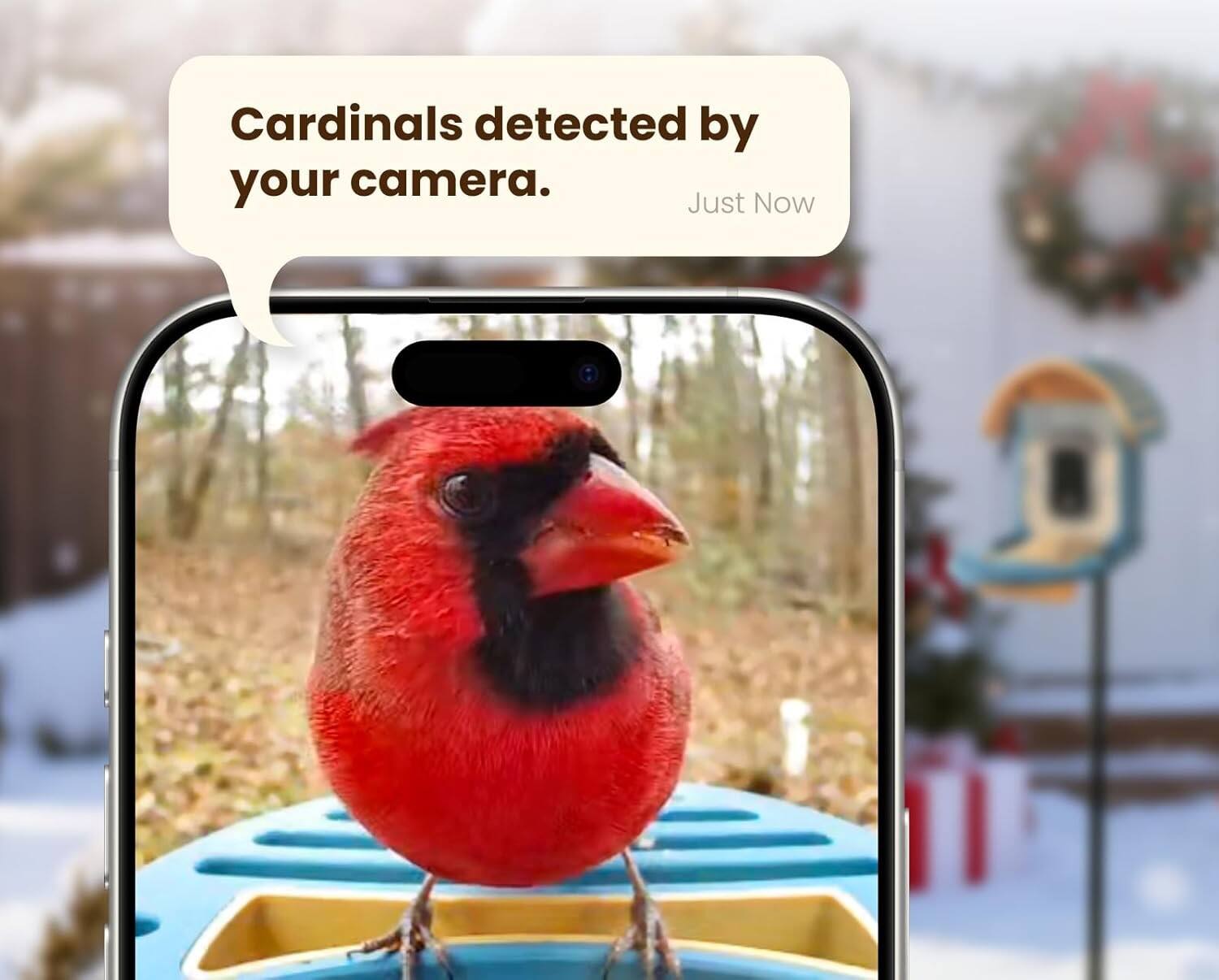 Cardinals detected by your camera.  
Just Now