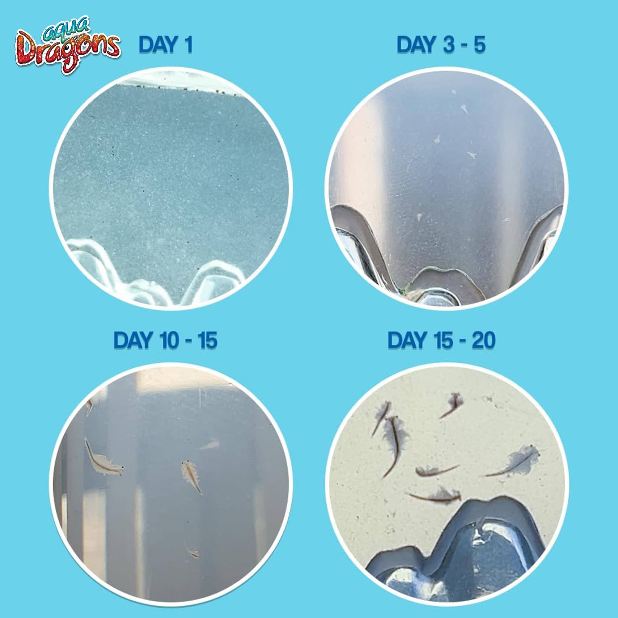 aqua Dragons  
DAY 1  
DAY 3 - 5  
DAY 10 - 15  
DAY 15 - 20