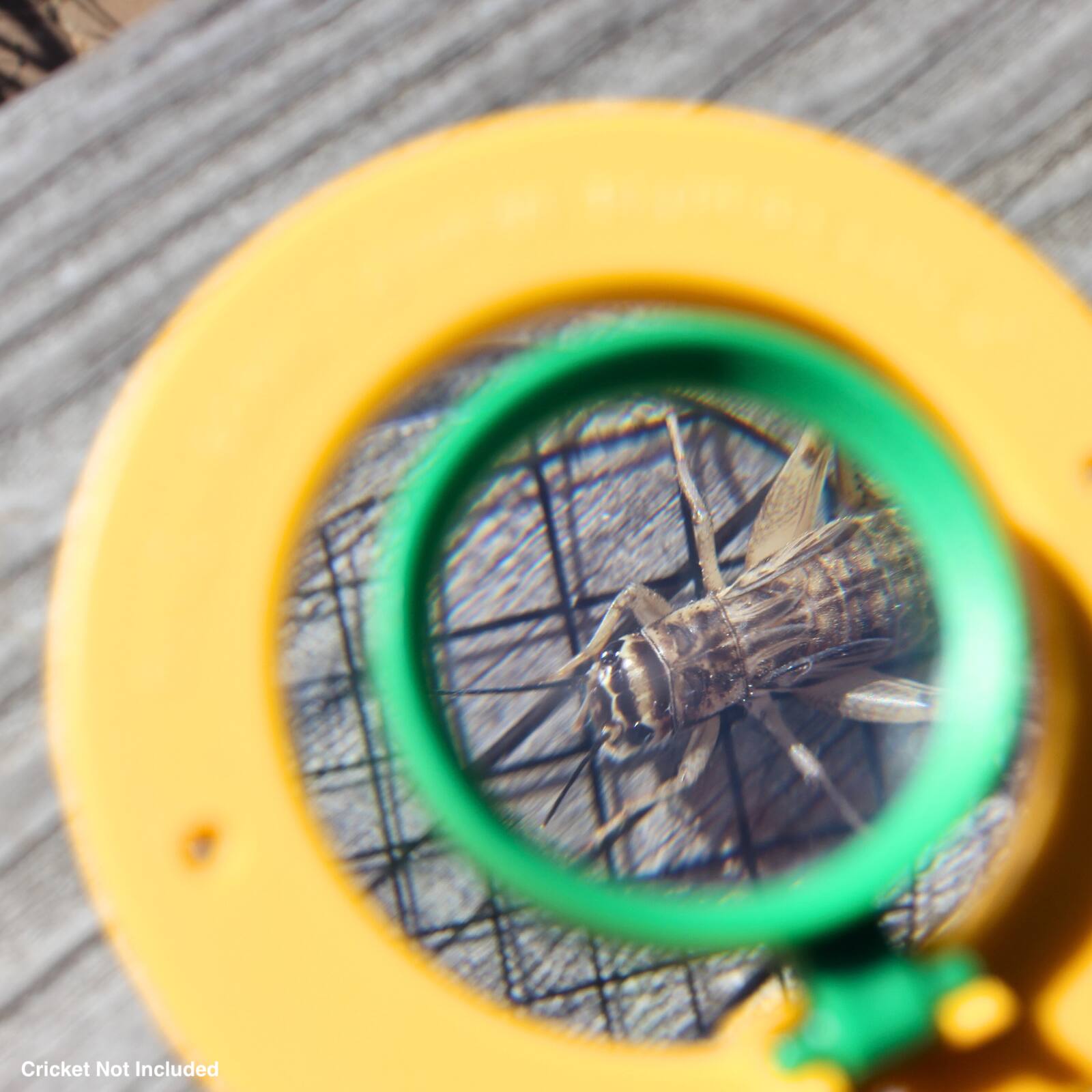 Cricket Not Included