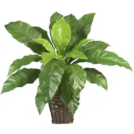BreeBe - Birdsnest Fern w/Wicker Basket - Green