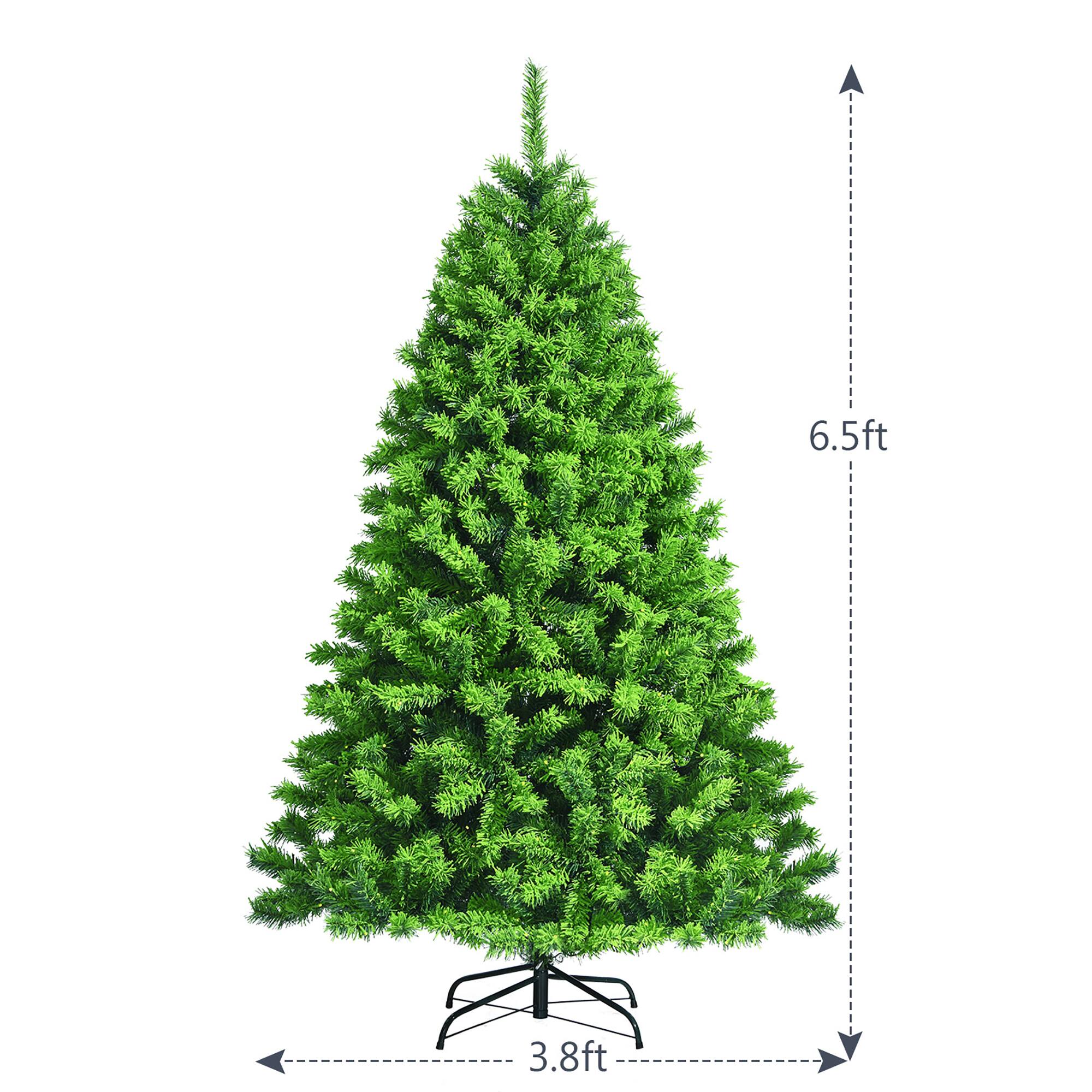 The text on the image reads "6.5ft 3.8ft," which means the tree is 6.5 feet tall and 3.8 feet wide.