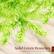 Solid Green Branches
capture the iconic color of the season