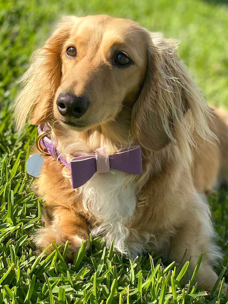Left. PoisePup - Cute Handmade Genuine Soft Full Grain Leather Dog Bow Tie - Purple | Lilac.