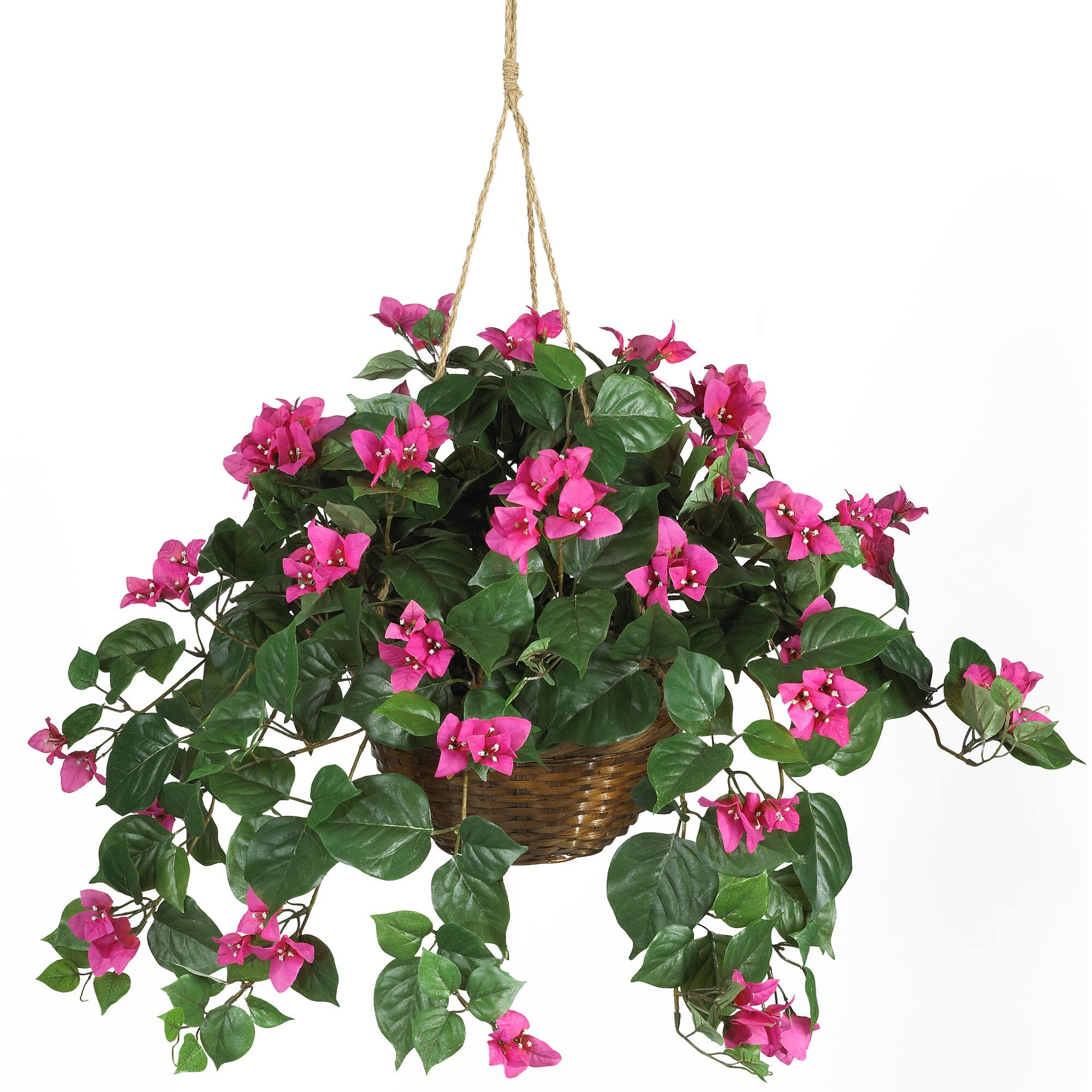 BreeBe - 24" Bougainvillea Hanging Basket - Beauty