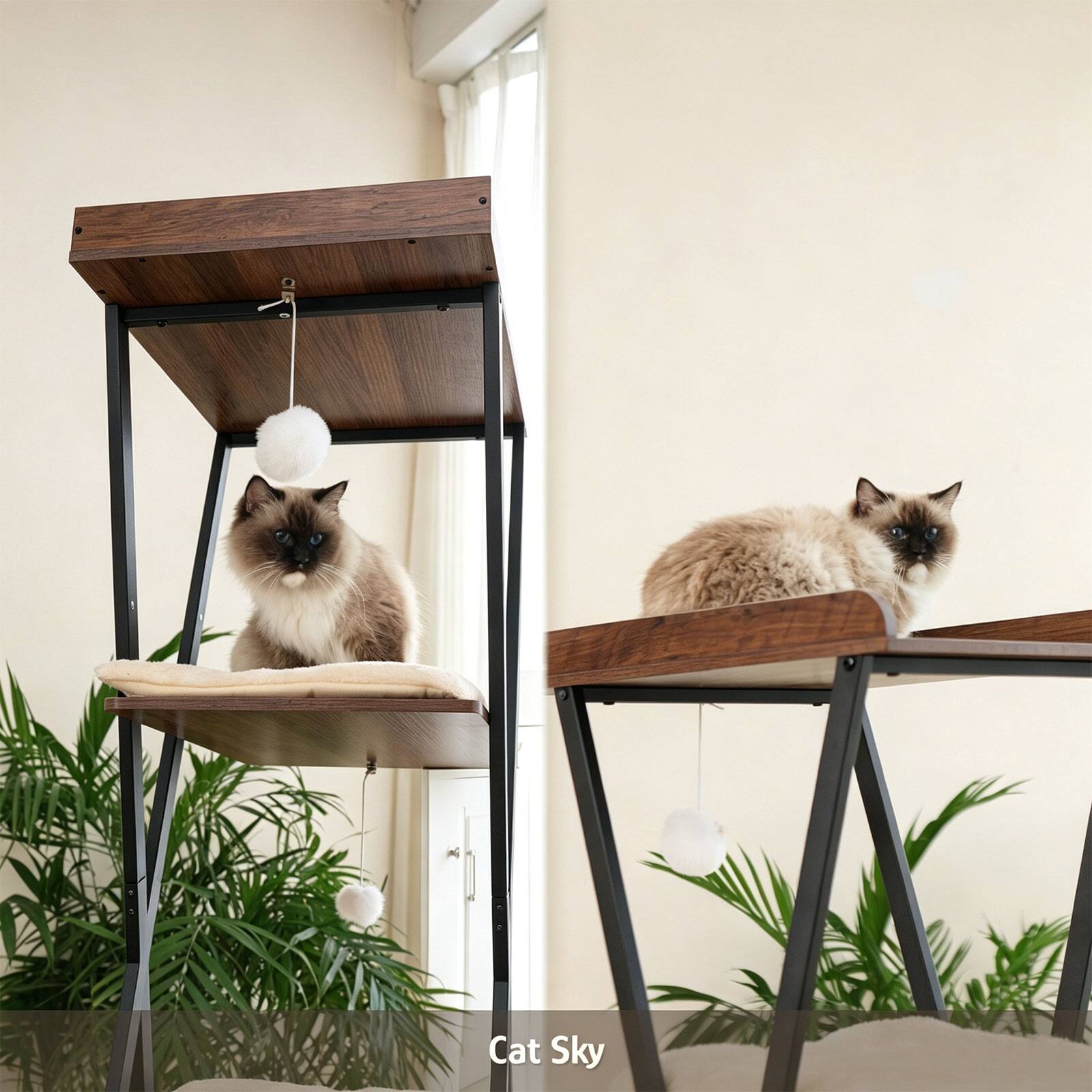 Cat Sky