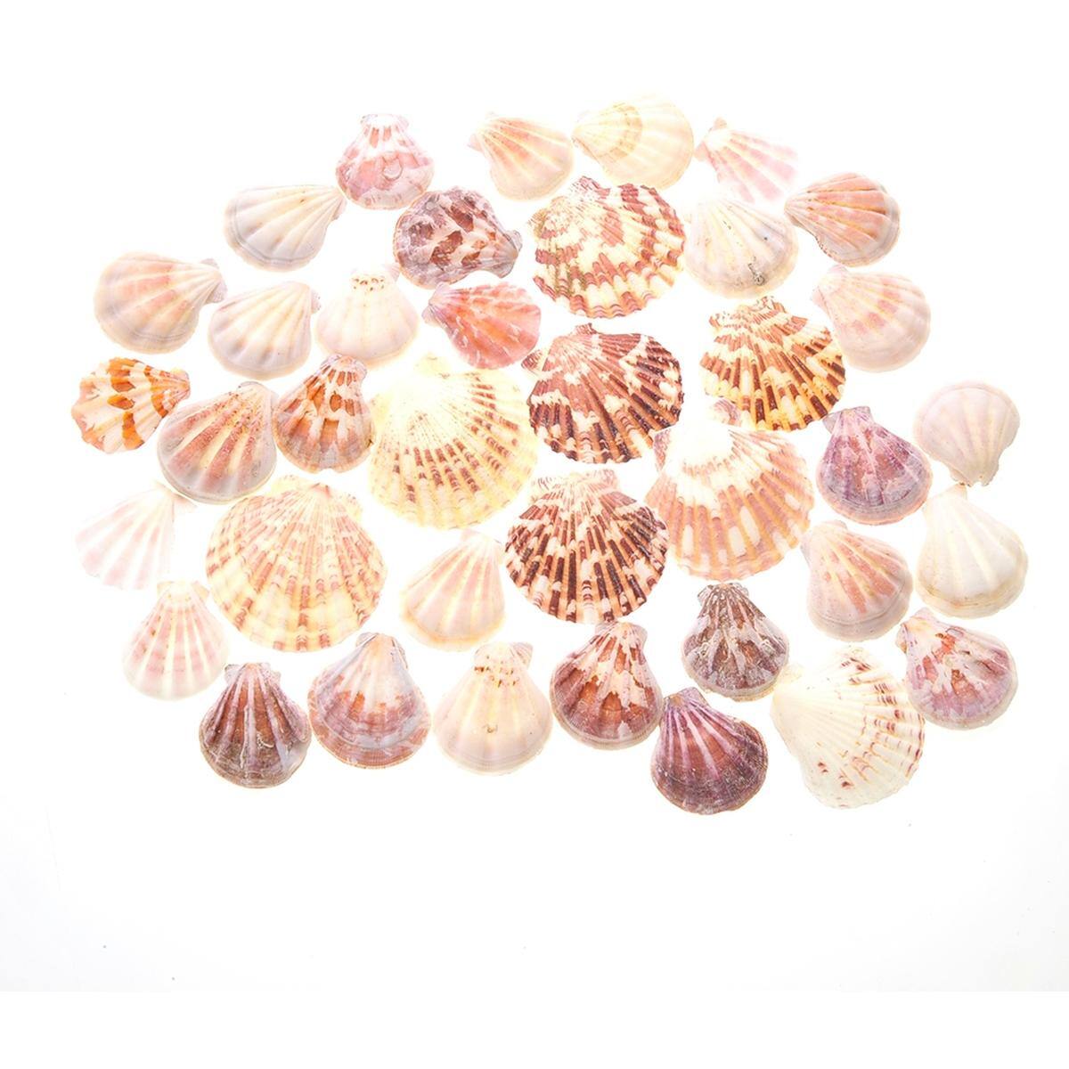 Alt View 3. JuzToys - Bag Of 100 Shells, Mixed Beach Sea Shells For Decoration - Multicolored.