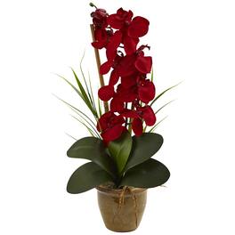 BreeBe - 21" Seasonal Phalaenopsis Orchid Arrangement - Red