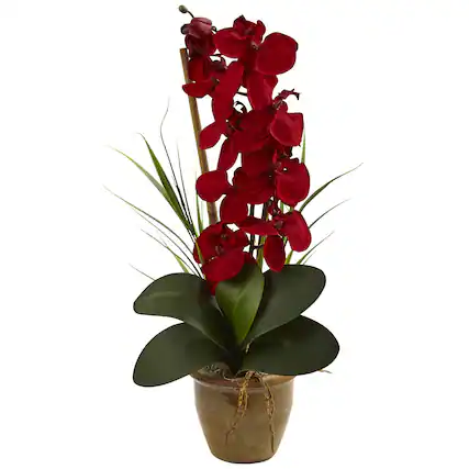 Front. BreeBe - 21" Seasonal Phalaenopsis Orchid Arrangement Red - Red.