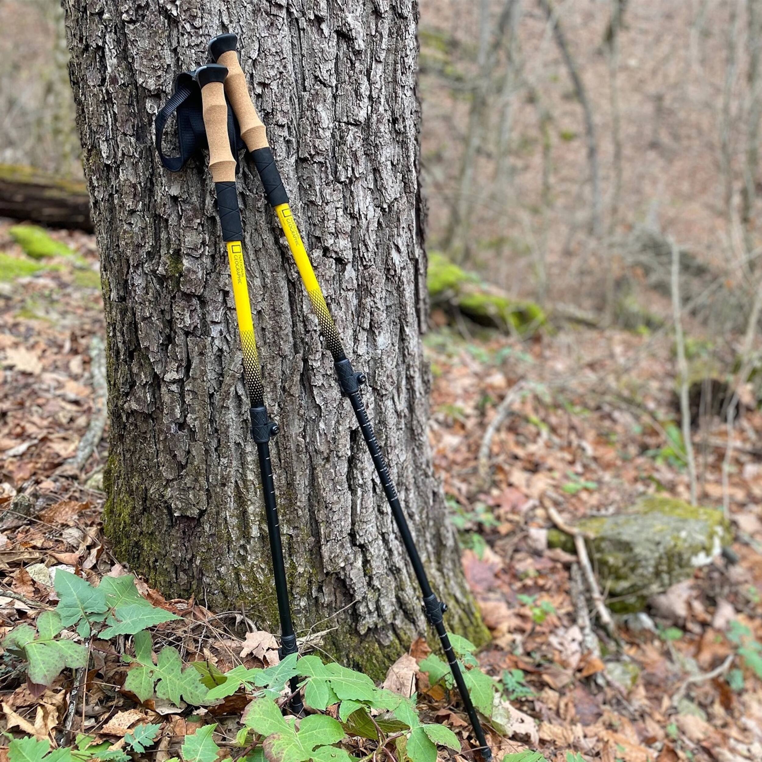 The image shows a pair of ski poles leaning against a tree in a forest. The poles are yellow and black, and they are propped up against the tree trunk. The scene appears to be taking place in a wooded area, with the tree providing a natural backdrop for the ski poles.