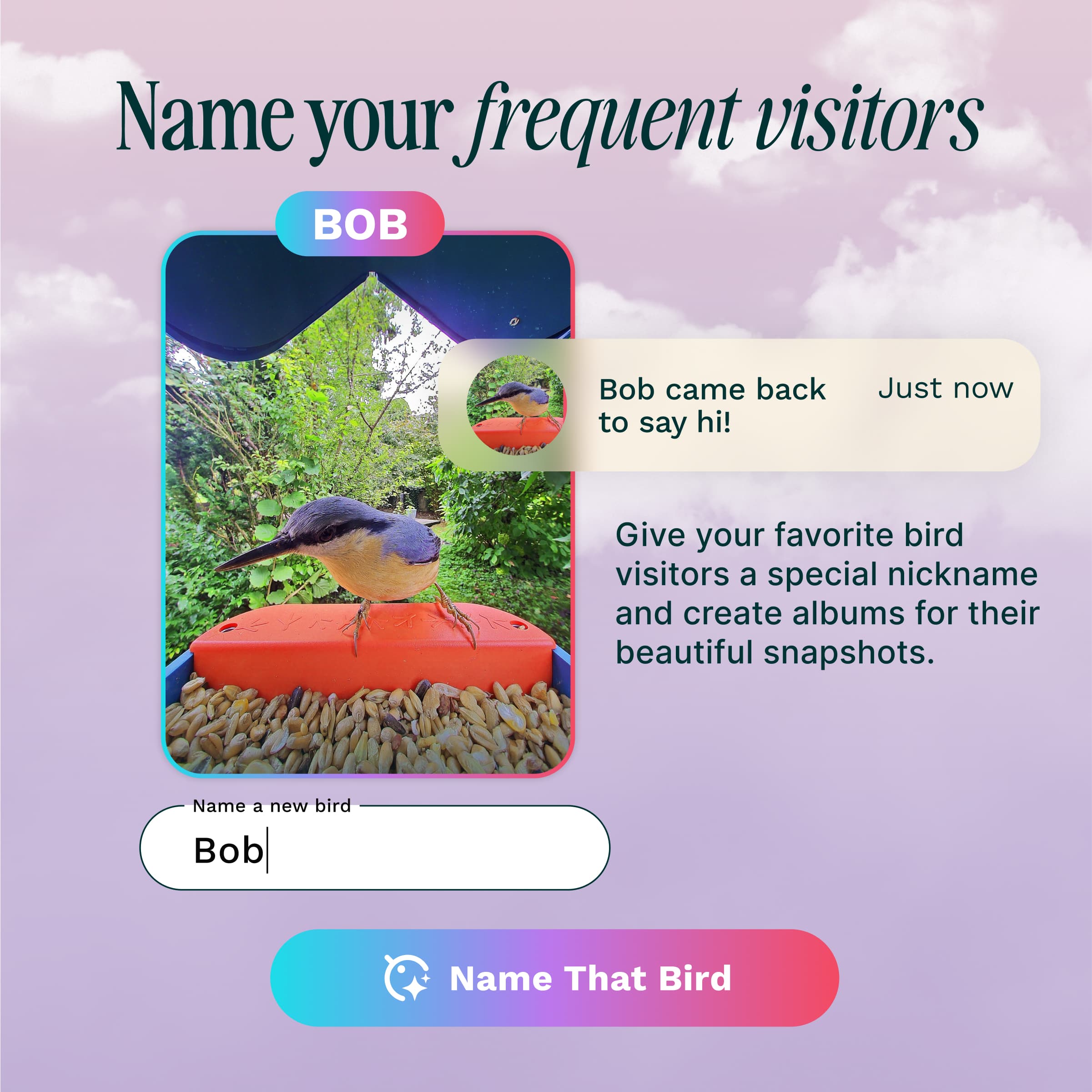 Name your frequent visitors BOB. Bob came back to say hi! Just now. Give your favorite bird visitors a special nickname and create albums for their beautiful snapshots. Name a new bird Bob. Name That Bird.