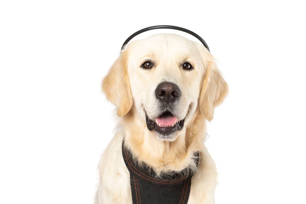 Assisi - Calmer Canine Anxiety Treatment Device & Vest Bundle - Large