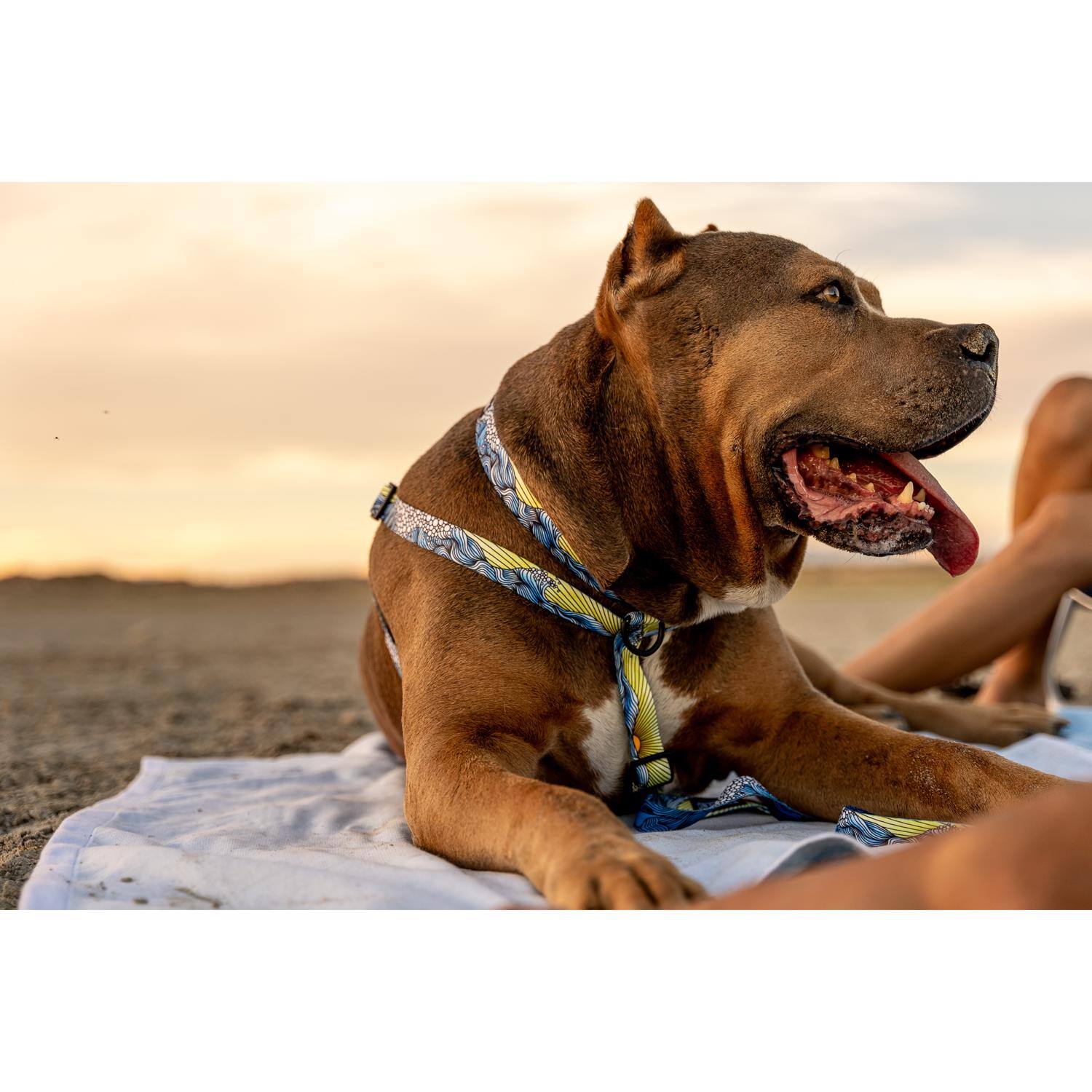 Left. WOLFGANG PET - Wolfgang Multicolored DawnPatrol Polyester Dog Collar Small - Multicolored.