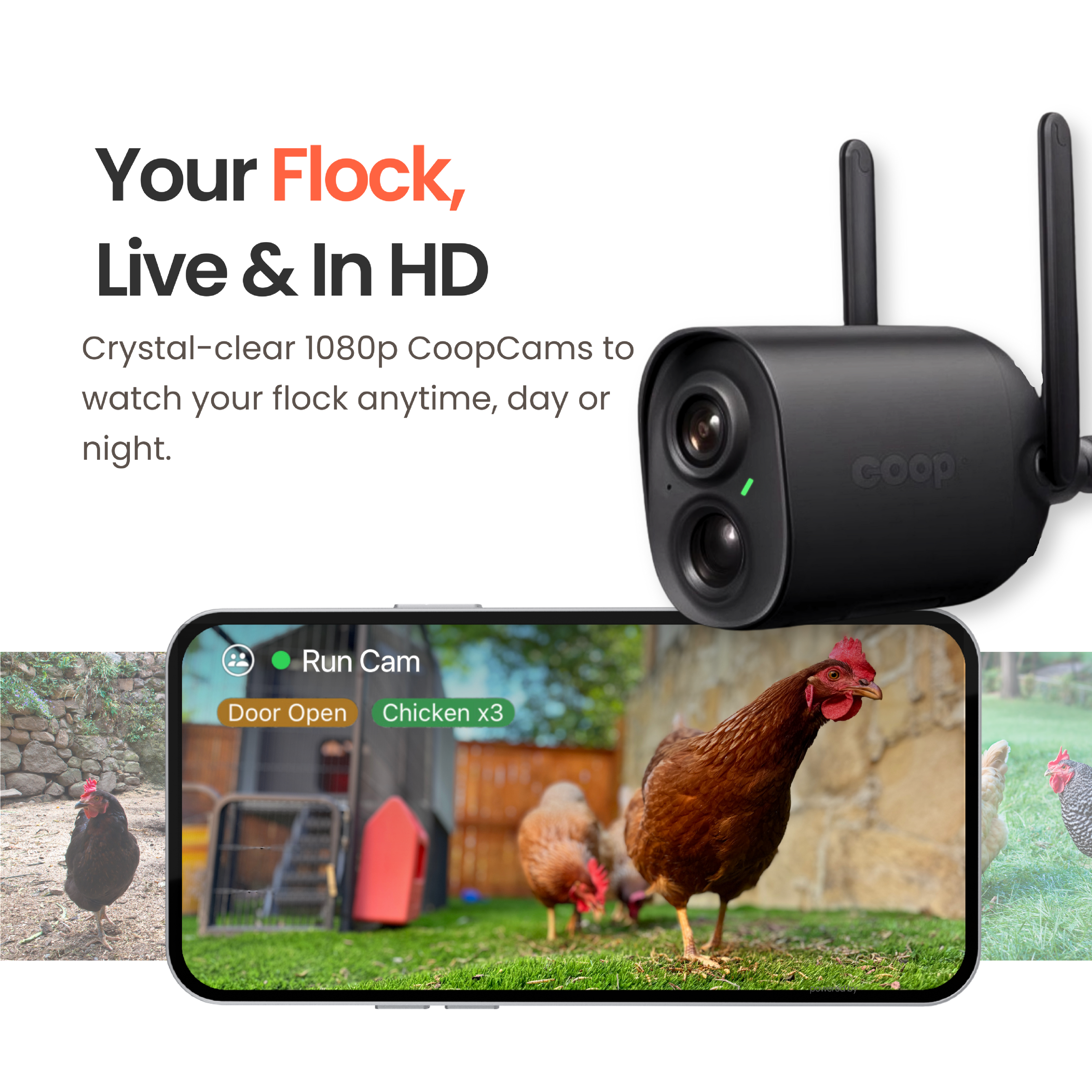 Your Flock, Live & In HD

Crystal-clear 1080p CoopCams to watch your flock anytime, day or night.

Run Cam  
Door Open  
Chicken x3