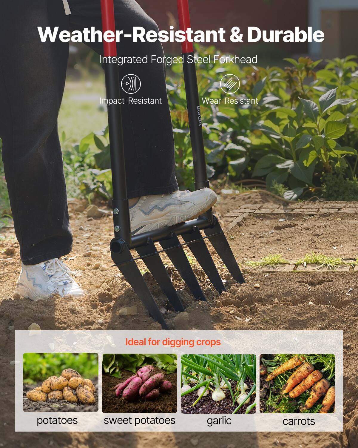 Weather-Resistant & Durable  
Integrated Forged Steel Forkhead  
Impact-Resistant  
Wear-Resistant  

Ideal for digging crops  
potatoes  
sweet potatoes  
garlic  
carrots