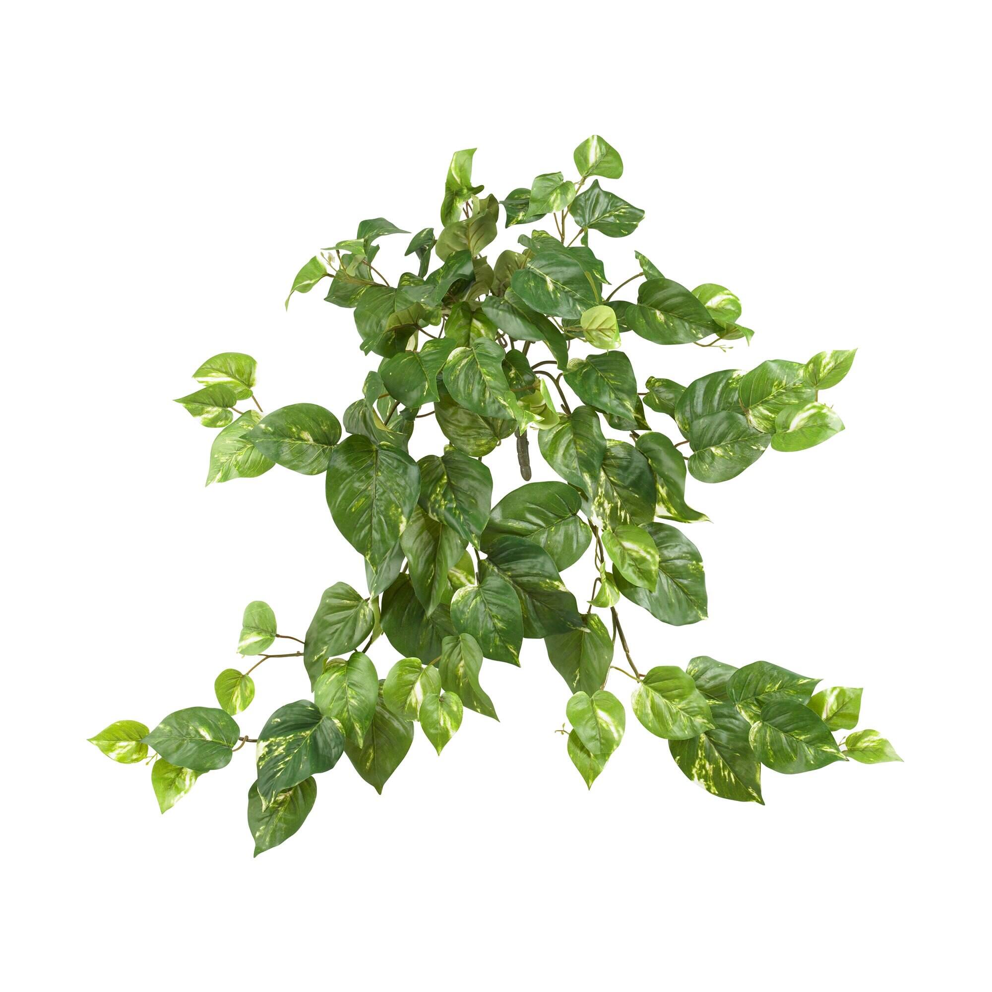 BreeBe - 30" Pothos Hanging Bush (Set of 3) - Green