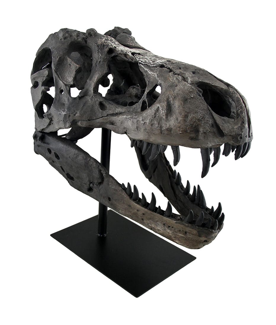Zeckos - Finished Tyrannosaurus Rex Fossil Skull Statue On Museum Mount T-Rex - Gray