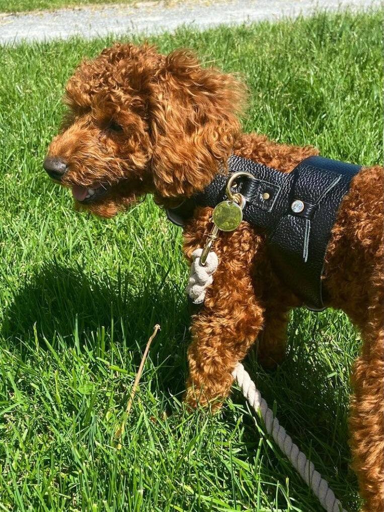 Left. PoisePup - Luxe Adjustable Leather Harness Vest, Soft with Bow and Crystal for Dogs - Black.