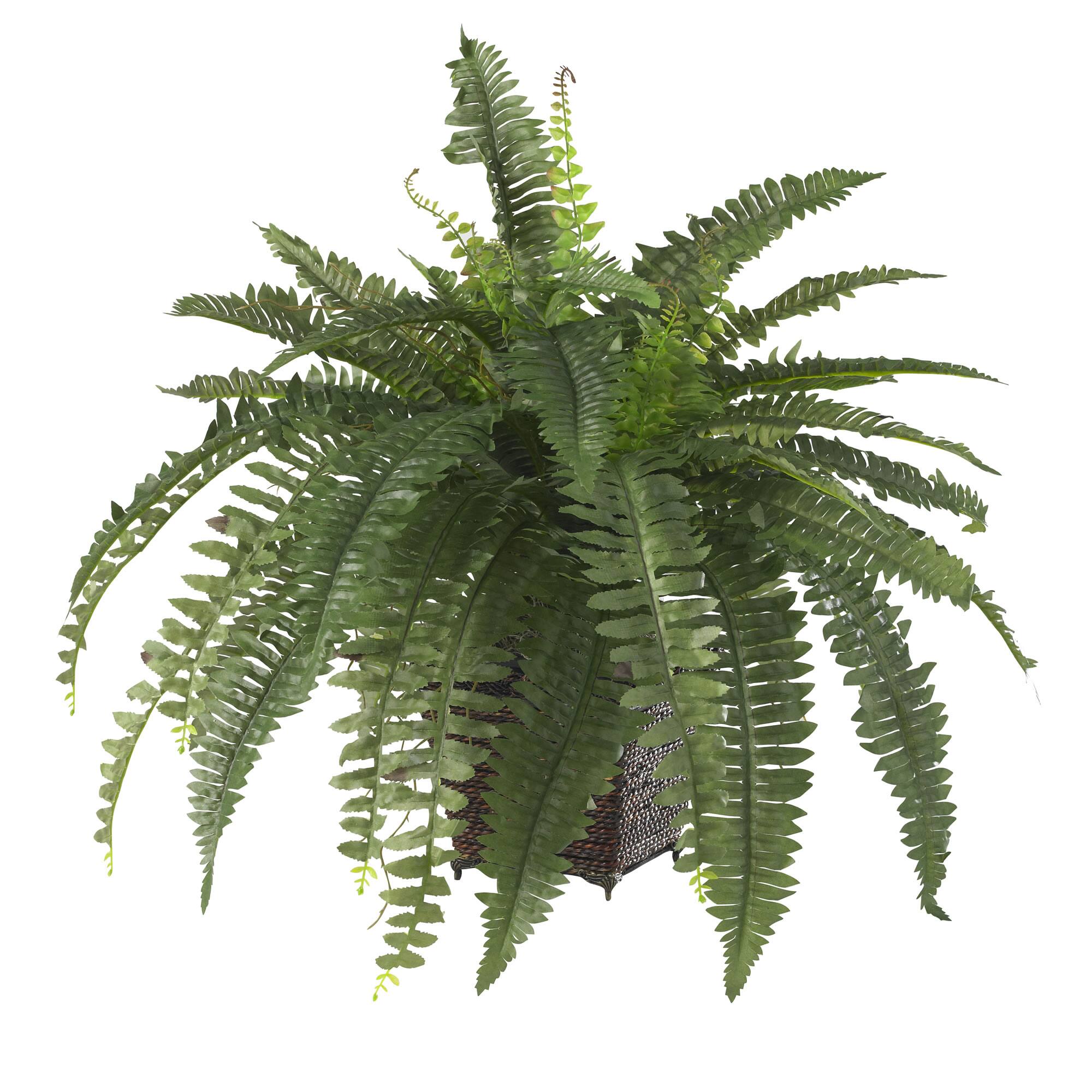 Angle. BreeBe - Boston Fern w/Wood Wicker Basket - Green.
