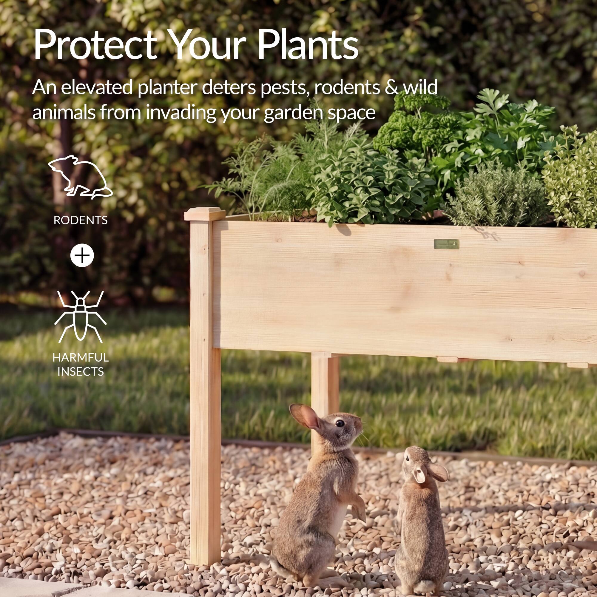 Protect Your Plants

An elevated planter deters pests, rodents & wild animals from invading your garden space

RODENTS + HARMFUL INSECTS