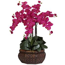 BreeBe - 30" Large Phalaenopsis Arrangement - Dark Pink