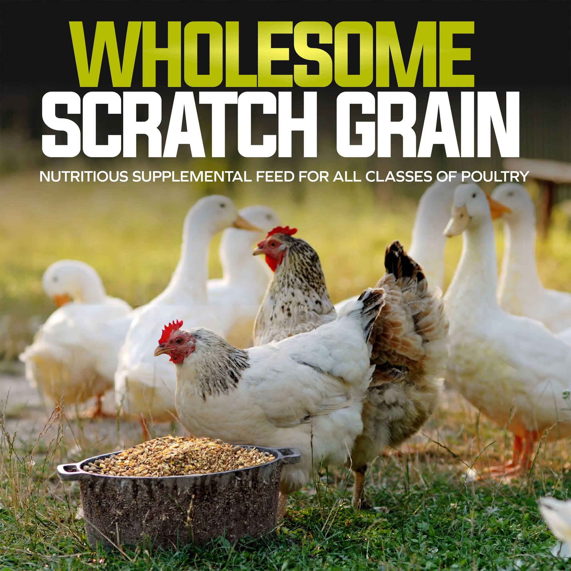 Wholesome Scratch Grain  
Nutritious Supplemental Feed for All Classes of Poultry
