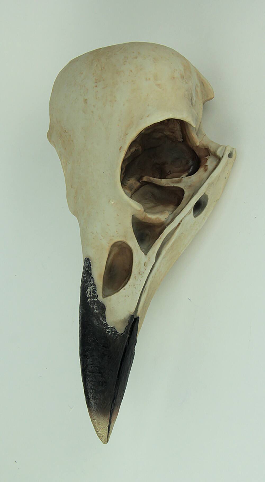 Alt View 1. World of Wonders - Corvus Bird of Prophecy Gothic Raven Skull Hanging Statue - Beige.
