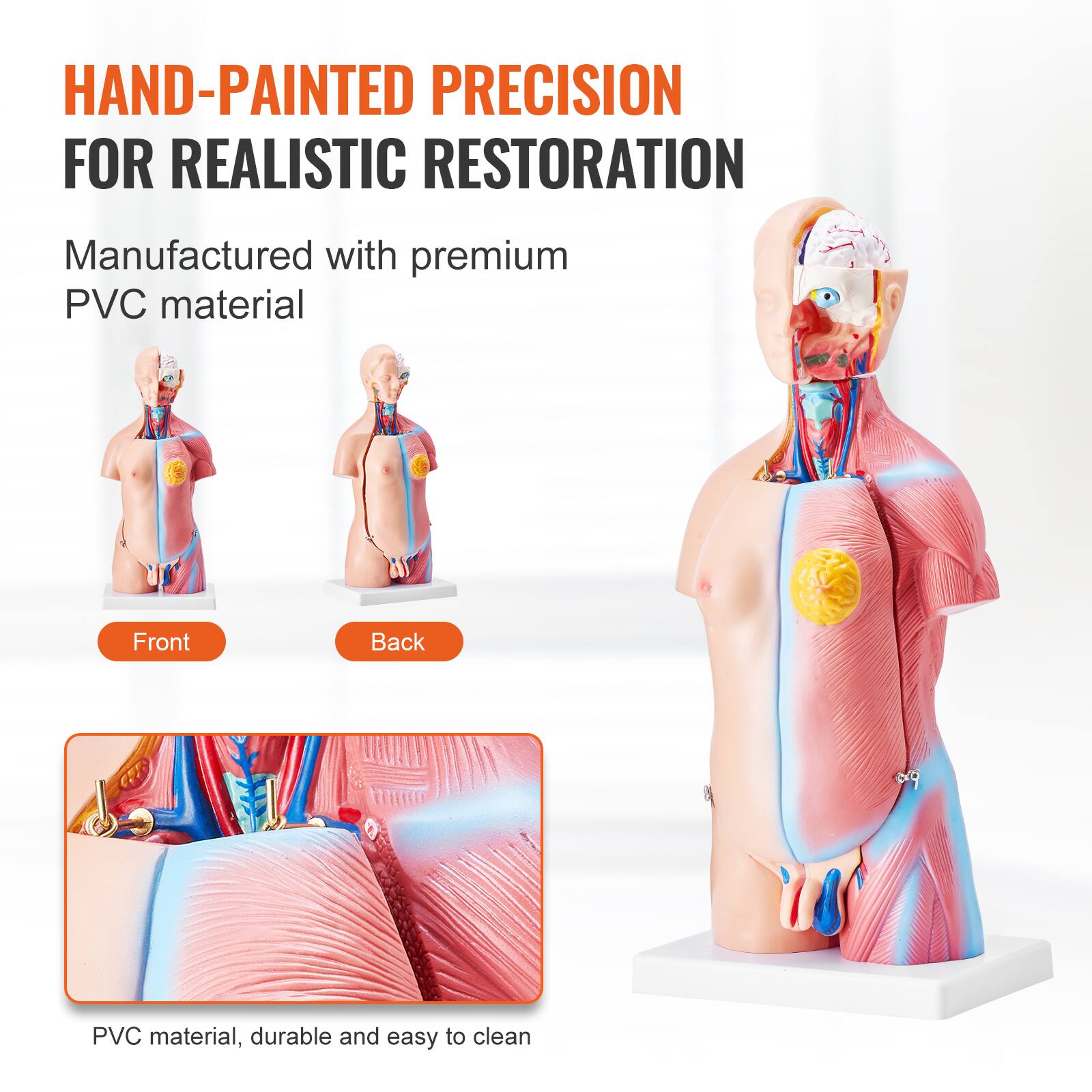 HAND-PAINTED PRECISION FOR REALISTIC RESTORATION

Manufactured with premium PVC material

Front Back

PVC material, durable and easy to clean