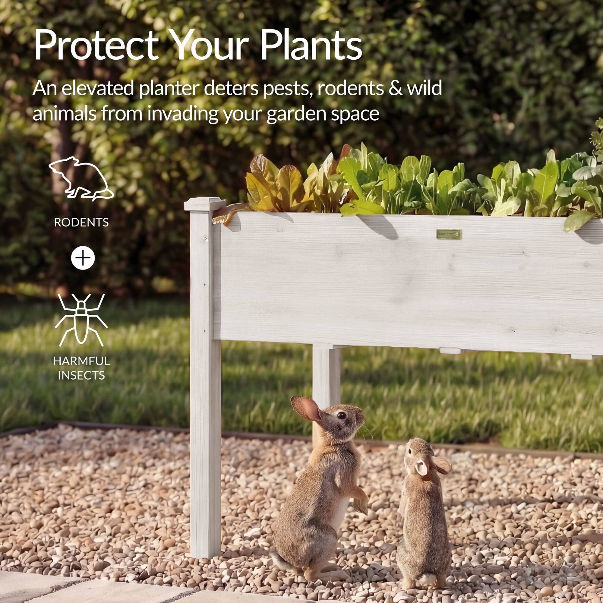 Protect Your Plants

An elevated planter deters pests, rodents & wild animals from invading your garden space

RODENTS + HARMFUL INSECTS