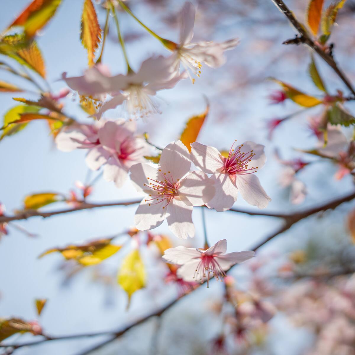 Alt View 7. Sigma - Sigma 12mm f/1.4 DC Contemporary Lens - Canon RF - Black.