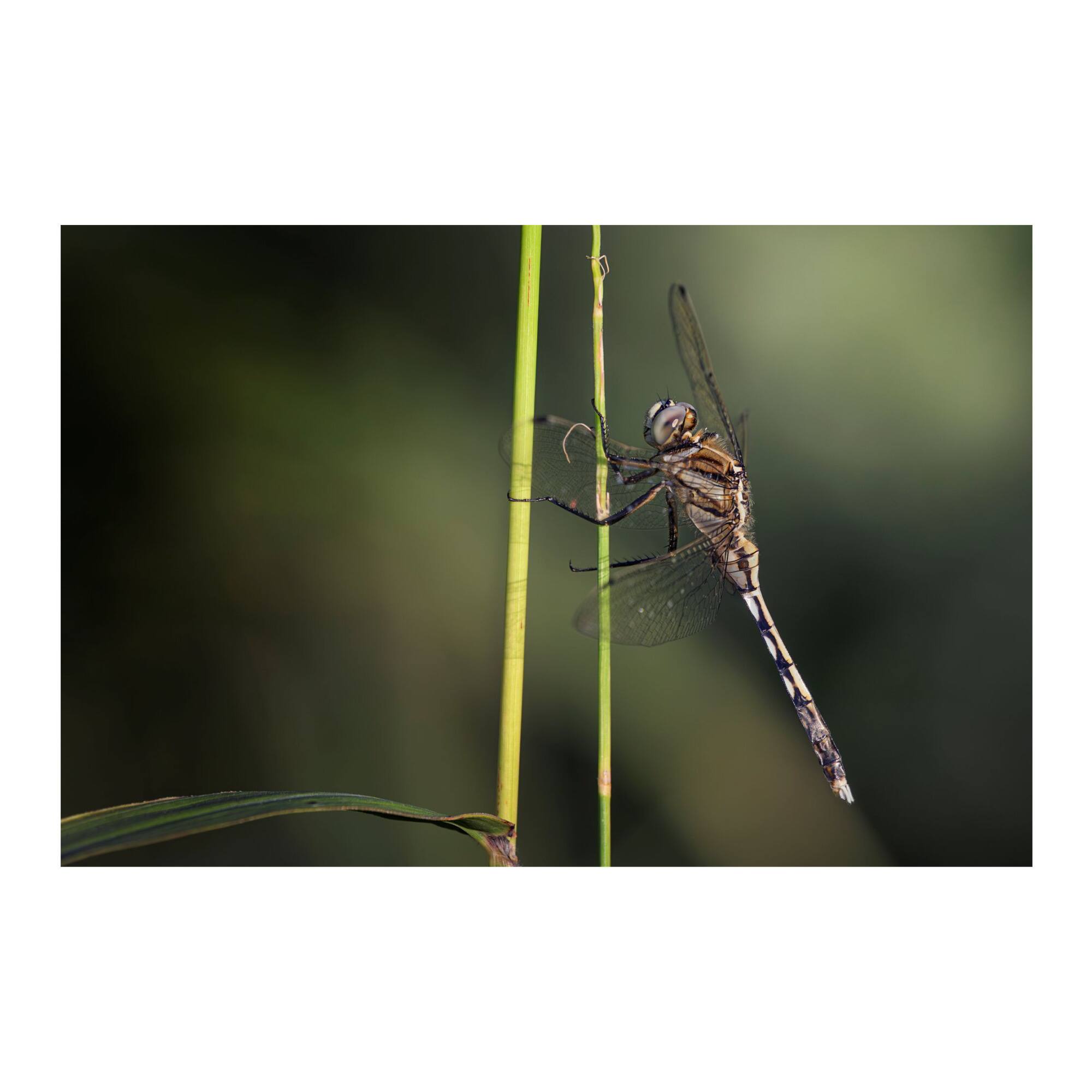 Back. LAOWA - LAOWA 180mm f/4.5 1.5X Ultra Macro APO Lens (Nikon Z).