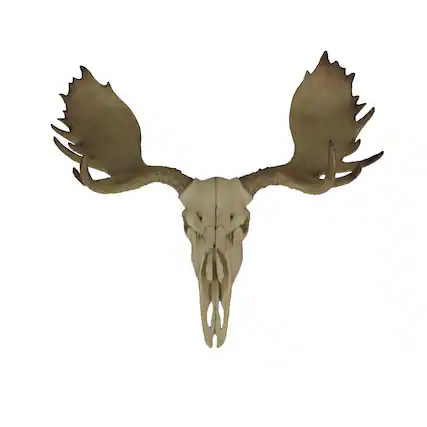Front. World of Wonders - Large Lifelike Bull Moose Skull Hanging Wildlife Decor Statue - Off-white.