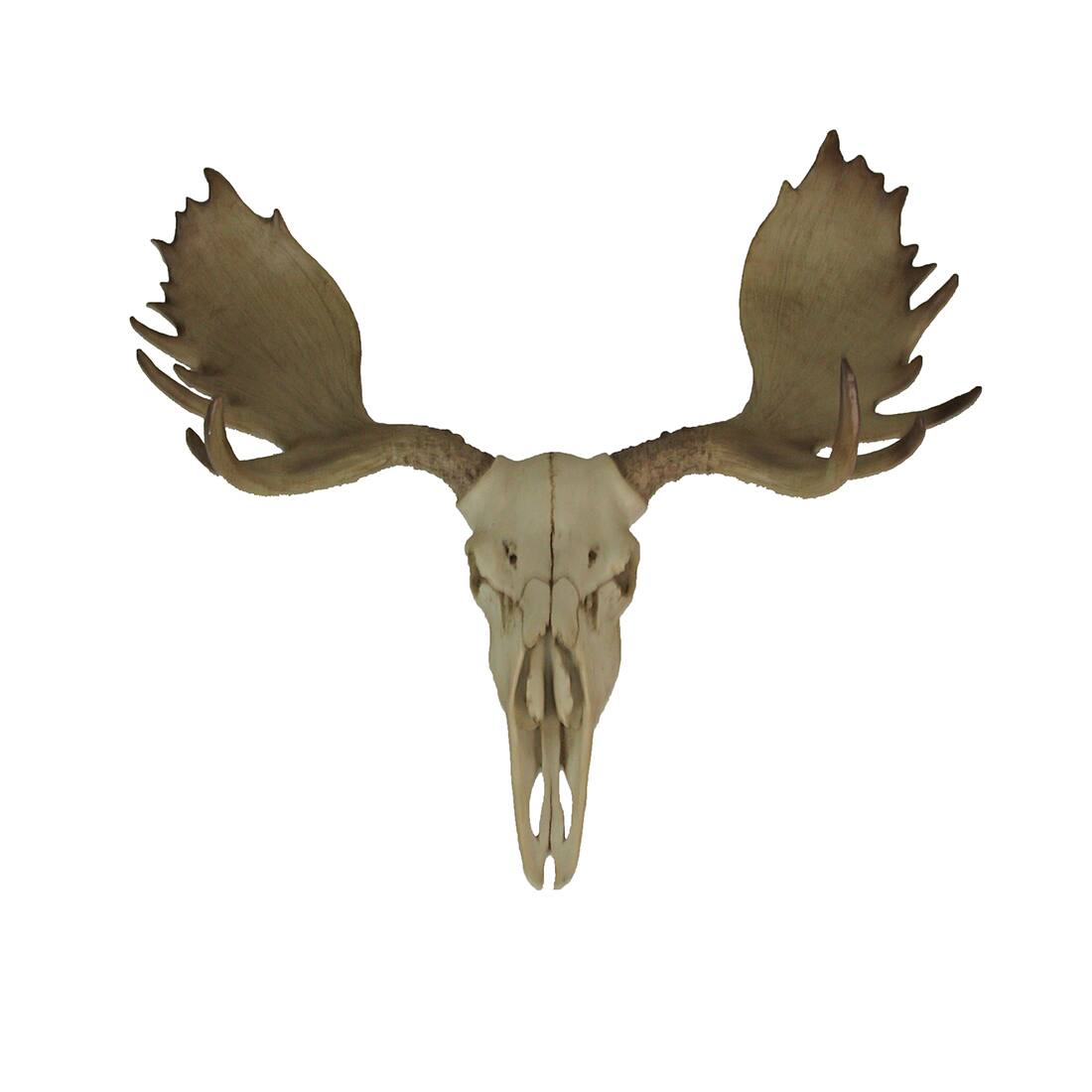 Front. World of Wonders - Large Lifelike Bull Moose Skull Hanging Wildlife Decor Statue - Off-white.