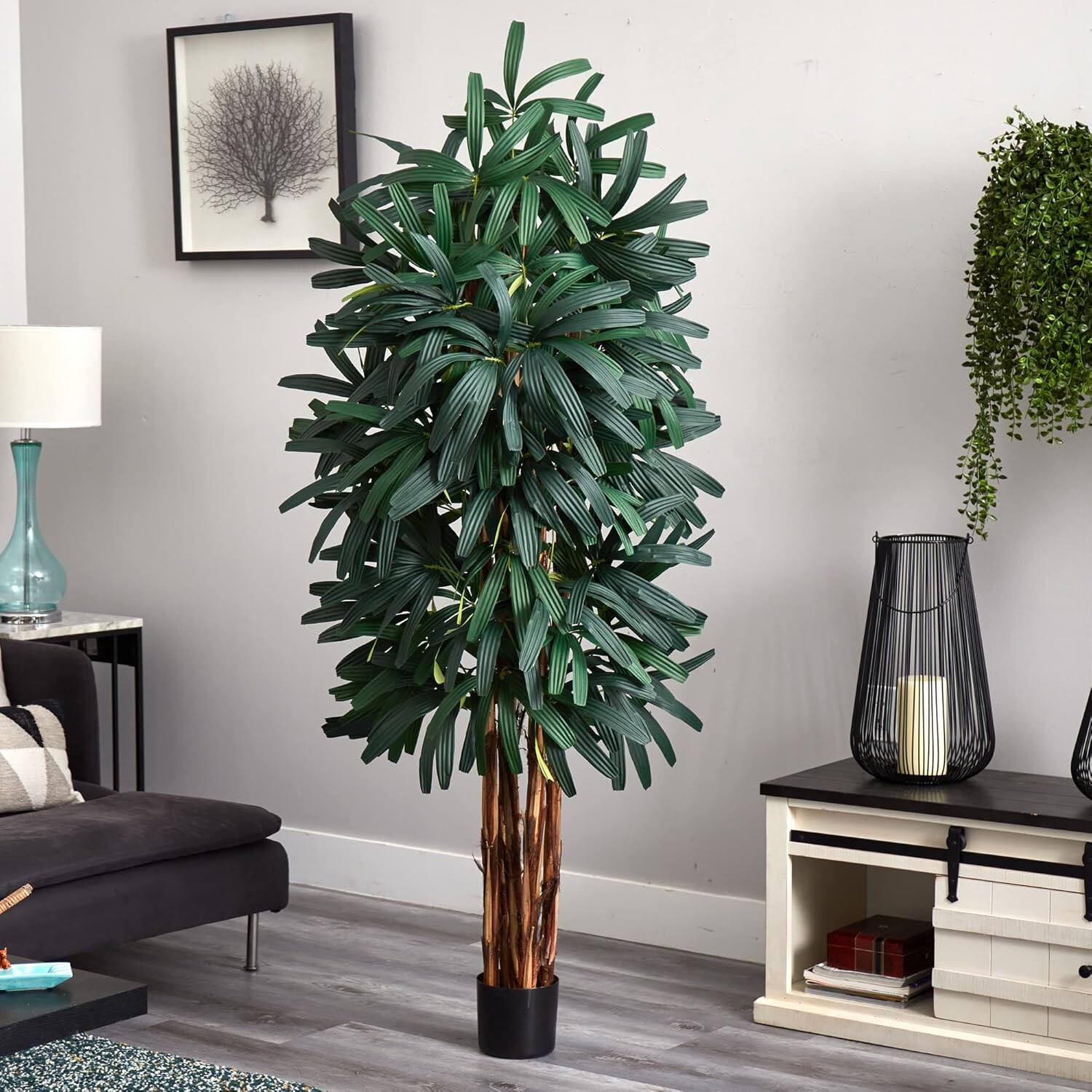 Front. BreeBe - 6' Raphis Palm Tree x 5 w/588 Lvs - Green.