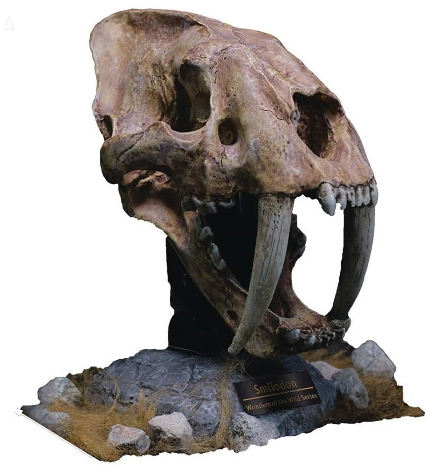 PopMarket - Wonders of the Wild - Smilodon Skull Fossil Polyresin Statue - COLLECTIBLES - Multicolor price history on PriceWatchPro