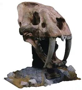 PopMarket - Wonders of the Wild - Smilodon Skull Fossil Polyresin Statue - COLLECTIBLES - Multicolor