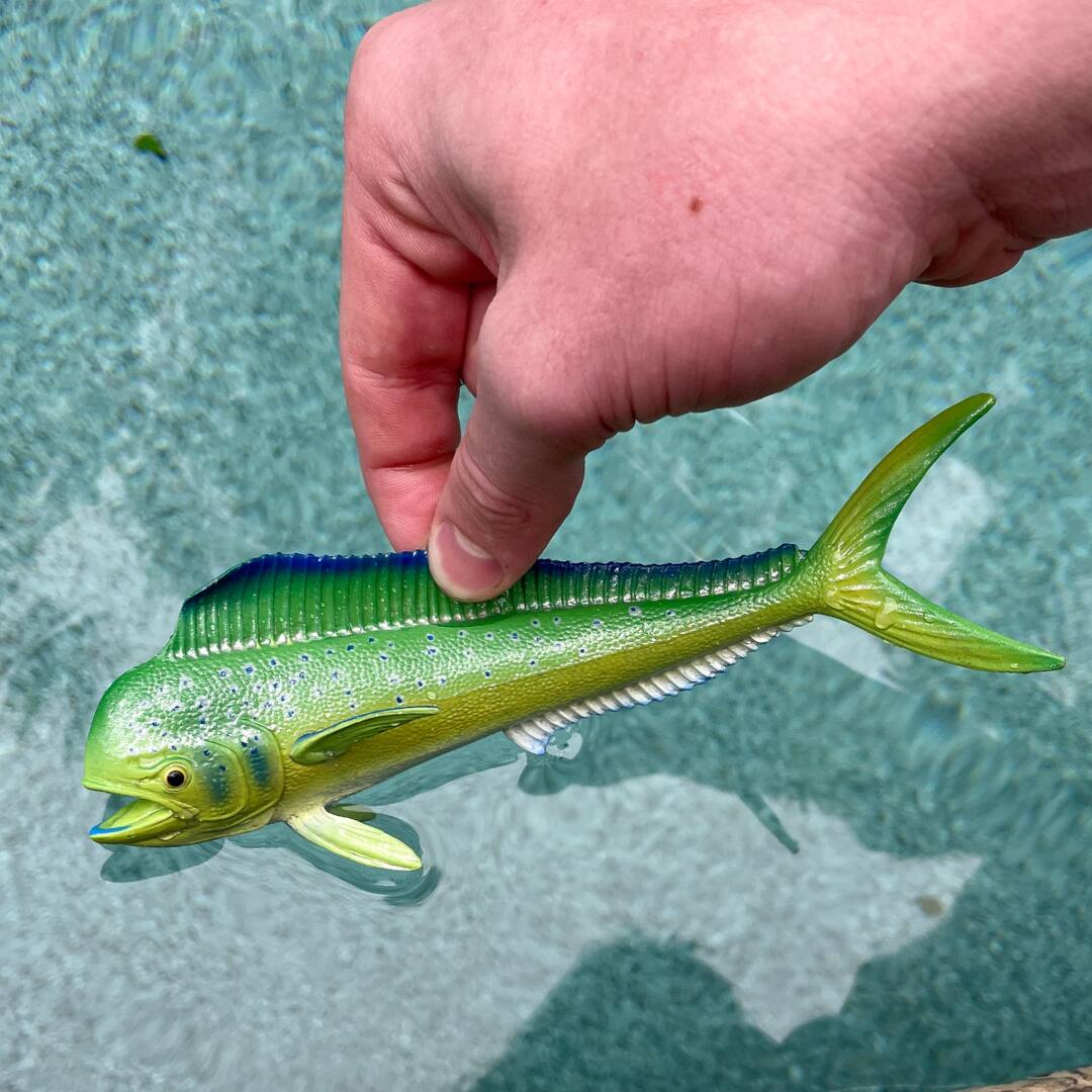 Back. Safari Ltd. - Mahi-Mahi (Dolphin Fish) Toy Figurine.