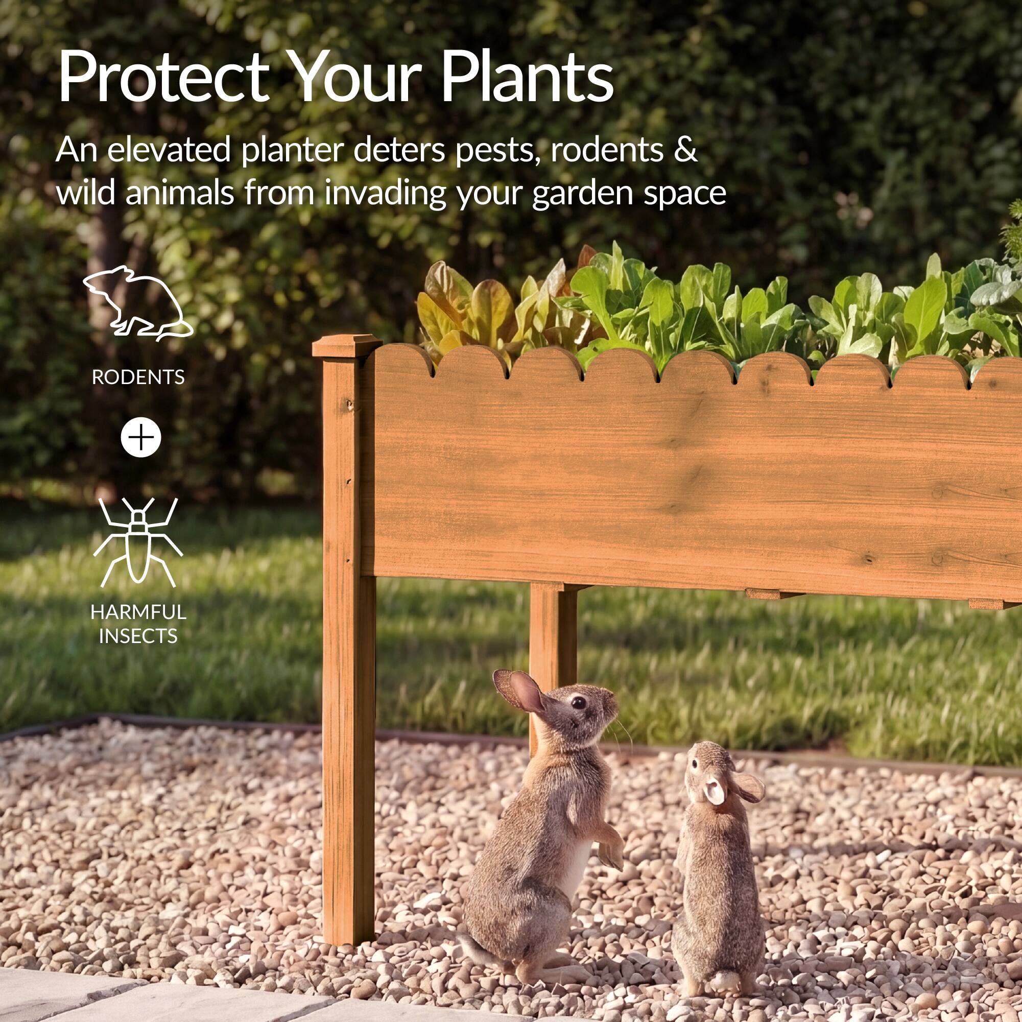 Protect Your Plants

An elevated planter deters pests, rodents & wild animals from invading your garden space

RODENTS + HARMFUL INSECTS