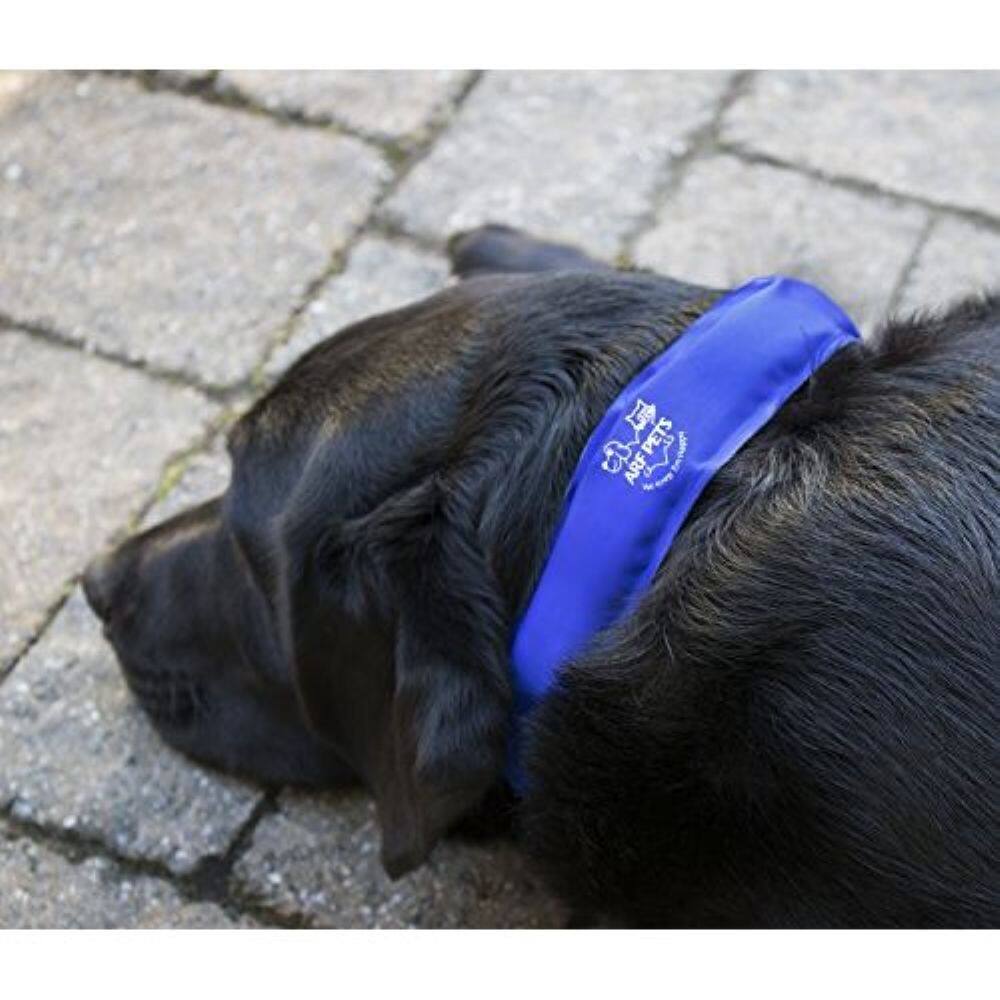 PETS ARF