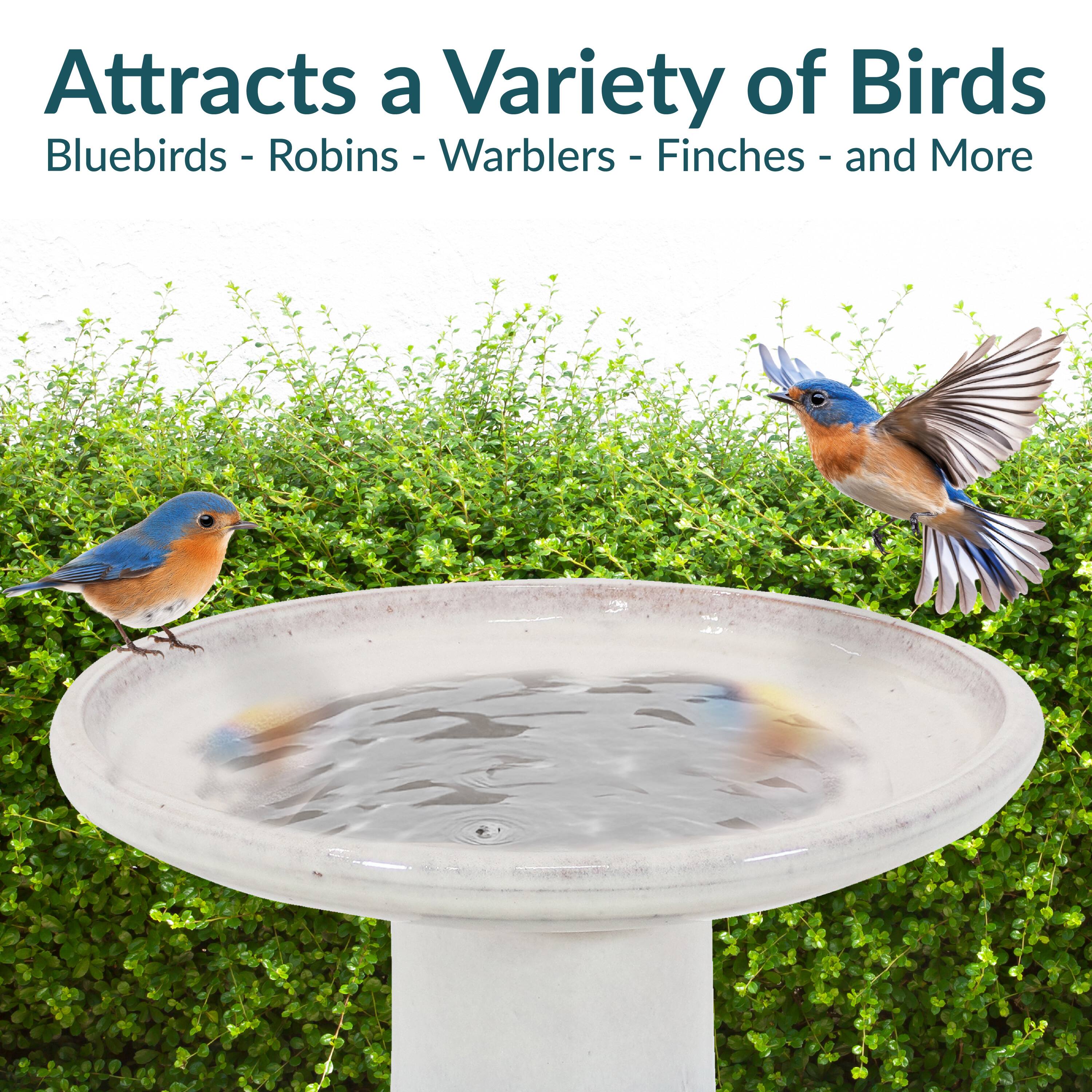 Attracts a Variety of Birds  
Bluebirds - Robins - Warblers - Finches - and More