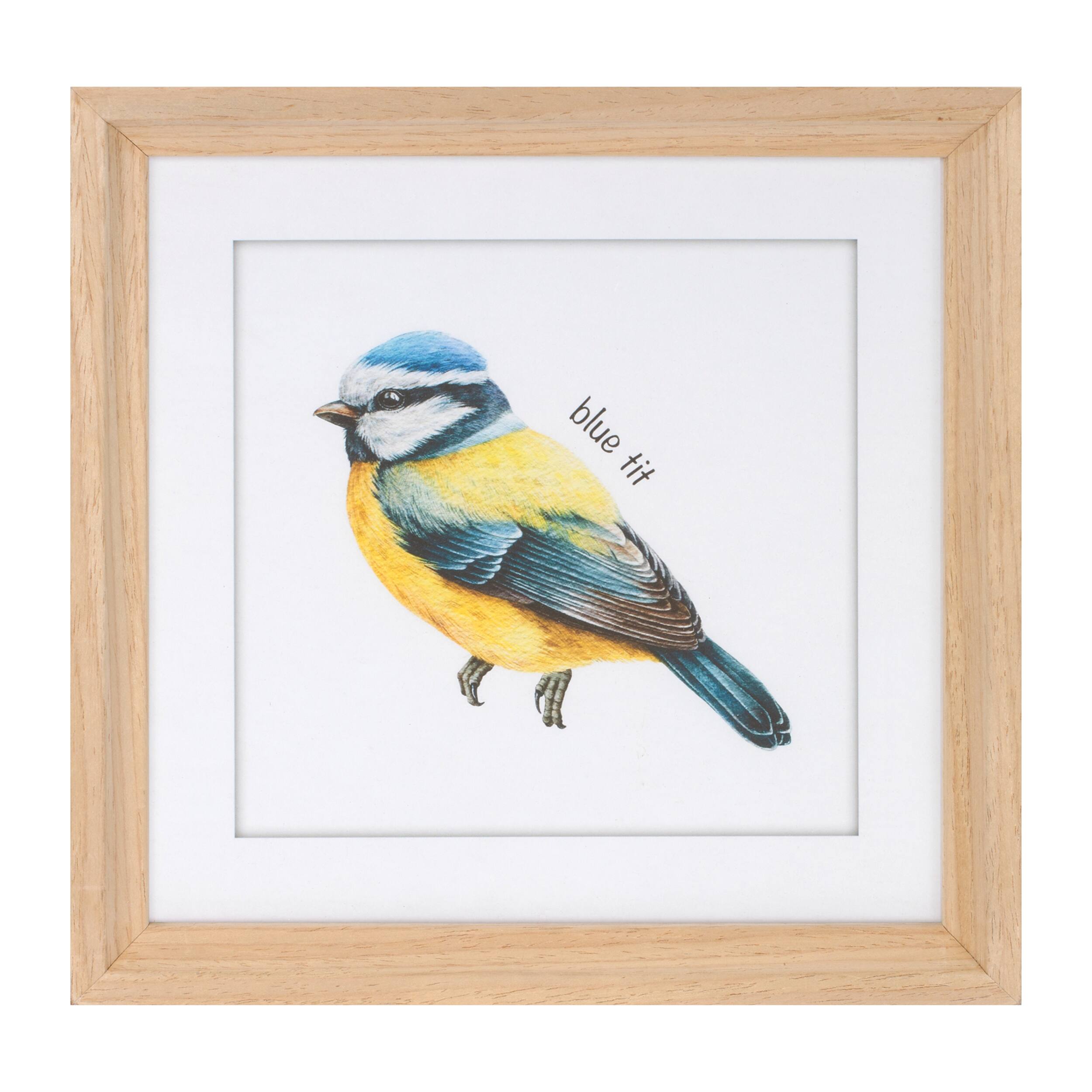 blue tit