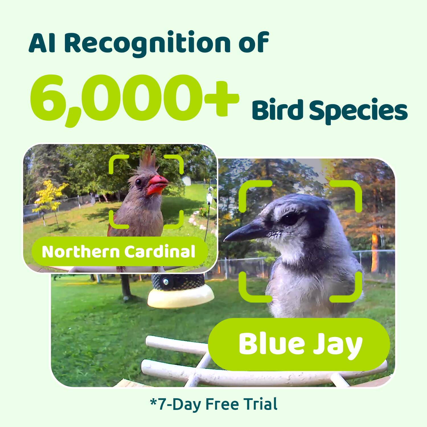 AI Recognition of 6,000+ Bird Species

Northern Cardinal

Blue Jay

*7-Day Free Trial