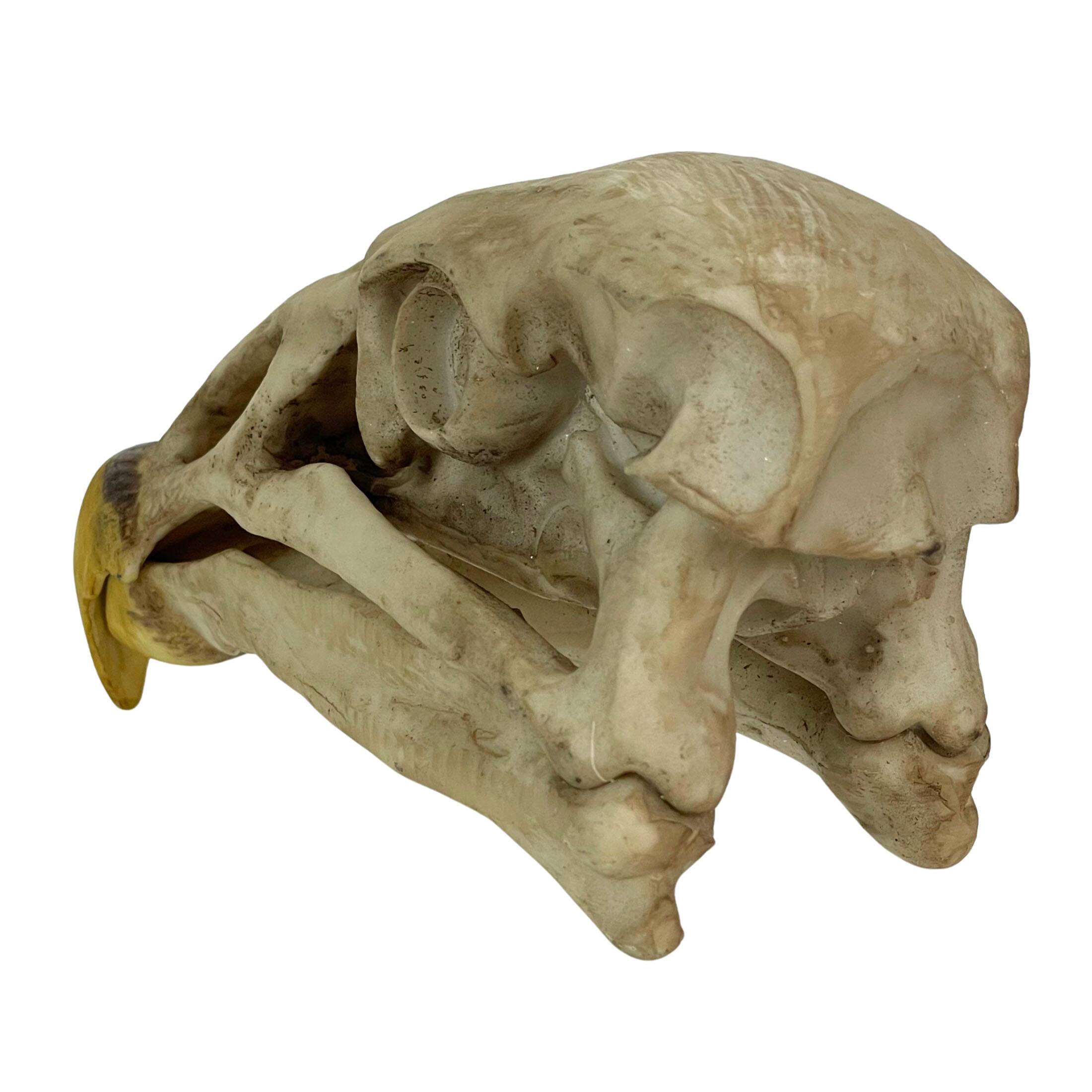 Alt View 5. Contrast Inc. - Replica California Condor Skull – Realistic Endangered Species Decor - Off-white.