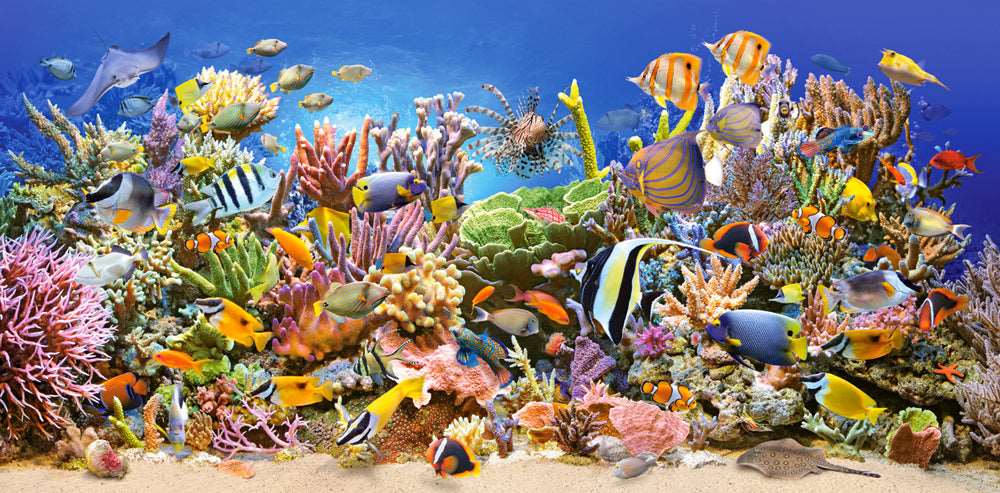 Angle. Castorland - CASTORLAND 4000 Piece Jigsaw Puzzles, Underwater life, Sealife, Ocean, Adult Puzzles, Castorland C-400089-2 - Red.