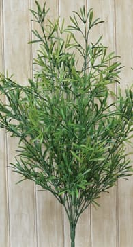 BreeBe - Asparagus Bush - Green