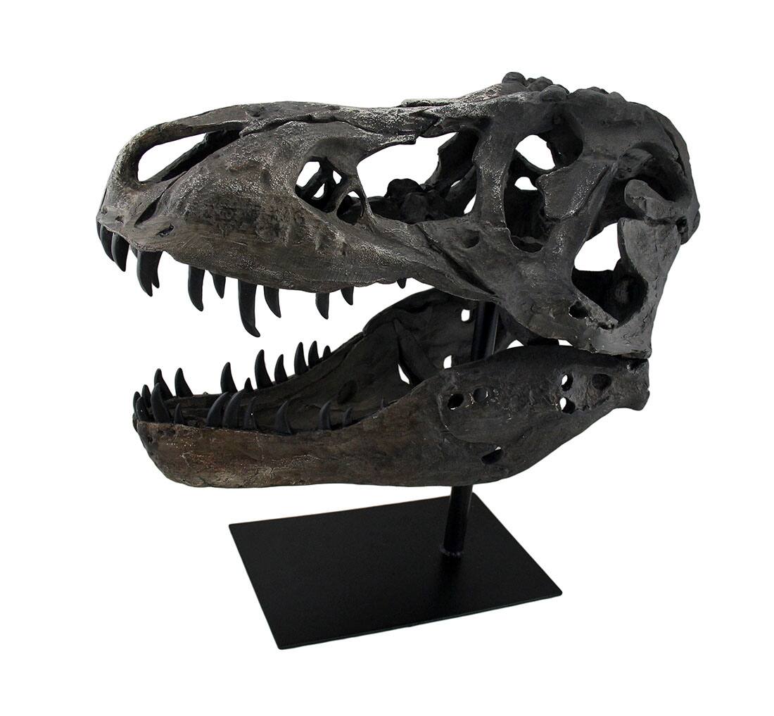 Alt View 2. Zeckos - Gray Finished Tyrannosaurus Rex Fossil Skull Statue On Museum Mount T-Rex - Gray.
